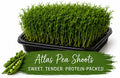 Atlas Pea Shoots Living Tray - 350+ Grams