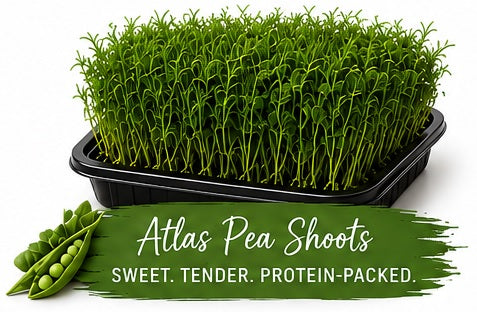 Atlas Pea Shoots Living Tray - 350+ Grams