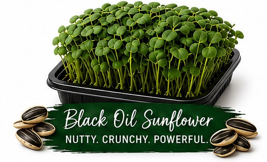 Black Oil Sunflower Living Tray - 350+ Grams