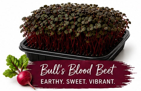 Bulls Blood Beetroot Living Tray - 350+ Grams