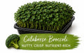 Calibrese Broccoli Living Tray - 350+ Grams