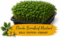 Florida Broadleaf Mustard Living Tray - 350+ Grams