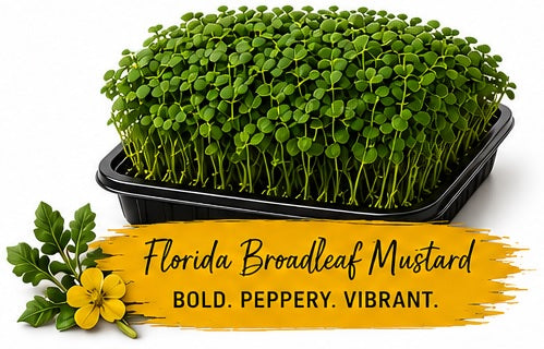 Florida Broadleaf Mustard Living Tray - 350+ Grams
