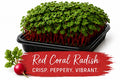 Red Coral Raddish Living Tray - 350+ Grams