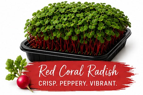 Red Coral Raddish Living Tray - 350+ Grams