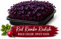 Red Rambo Raddish Living Tray - 350+ Grams