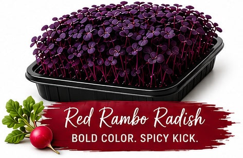 Red Rambo Raddish Living Tray - 350+ Grams